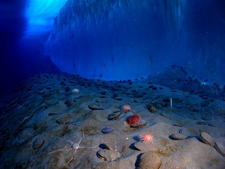ice wall, sea floor, antarctica